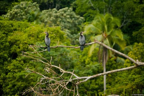 Observation de la  faune aviaire du Panama : l'anhinga d'Amérique