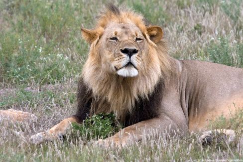 Le repos du "roi de la savane"