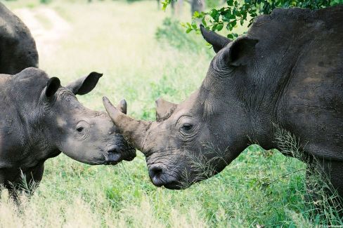Réserve de Karongwe - Un des Big 5
