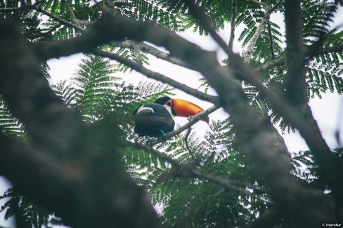 Avifaune dans la région des chutes d'Iguazu