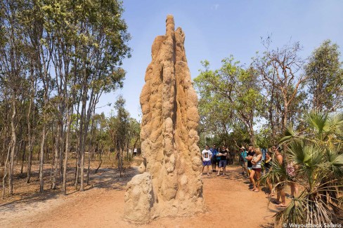 J4-Termite-mounds-Kakadu-National-Park