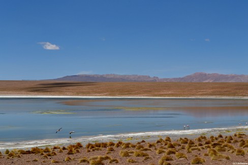 Une lagune du sud Lipez dans le désert bolivien