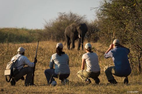 Immersion dans la savane du Botswana