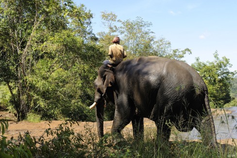 Cornac scrutant l'horizon dans le nord du Cambodge