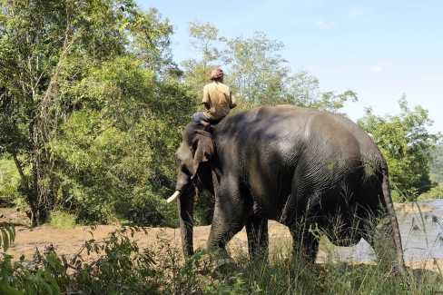 Kornac sur le dos de son éléphant dans la région du Mondolkiri