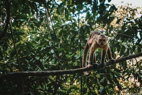 5-Tayrona-2-Unsplash-Berend-Leupen-Un-singe-dans-le-parc-Tayrona-web