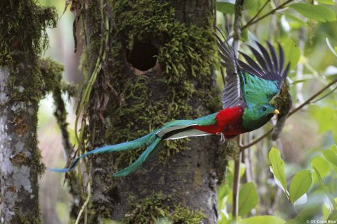 Resplendent Quetzal - Quetzal (pharomachrus mocinno)