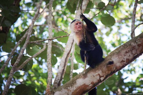 Un résident du parc national Cahuita au Costa Rica