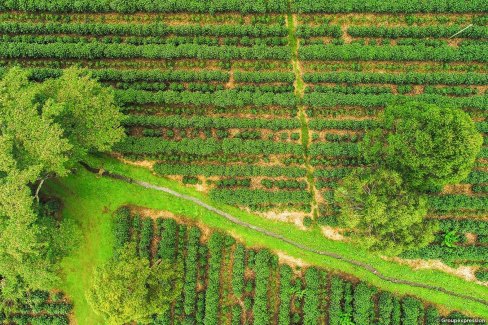 Champs de café dans la région de Dota au Costa Rica