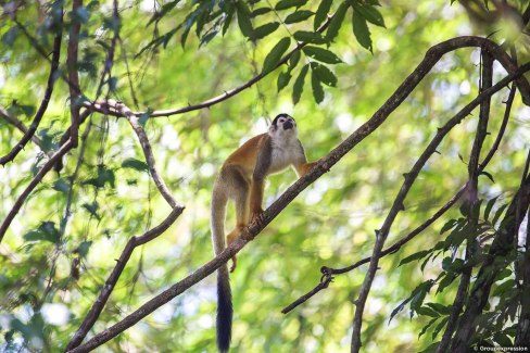 Singe écureuil dans la canopée costaricienne