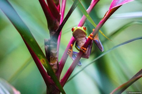 Grenouille dans le parc national de Tortuguero au Costa Rica