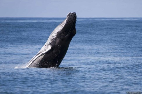 Baleine à bosse en plein repas au Costa Rica