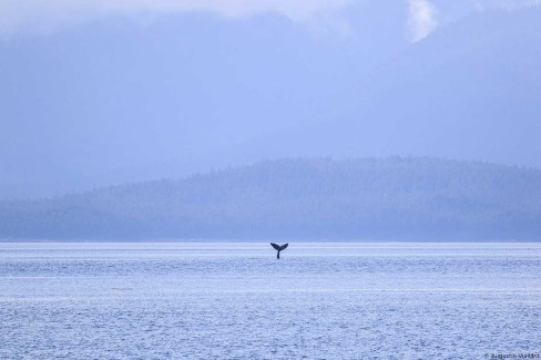 Baleine dans les fjords de la Panhandle