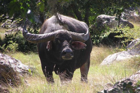 Buffle-de-Rinca