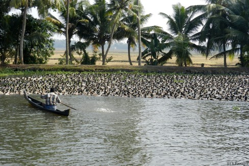 Canards dans les backwaters