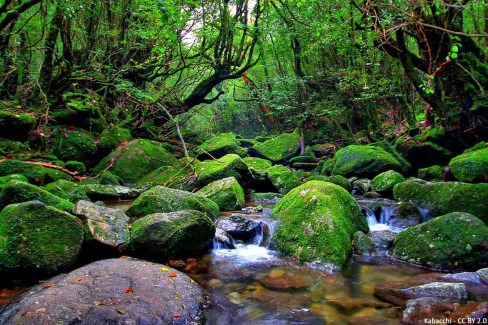 Foret-de-Princesse-Mononoke-a-Yakushima-Kabacchi-CCBY20-web