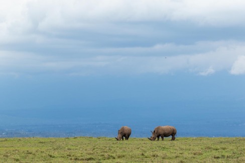 Rhinocéros dans la concession de Ol Pejeta au Kenya