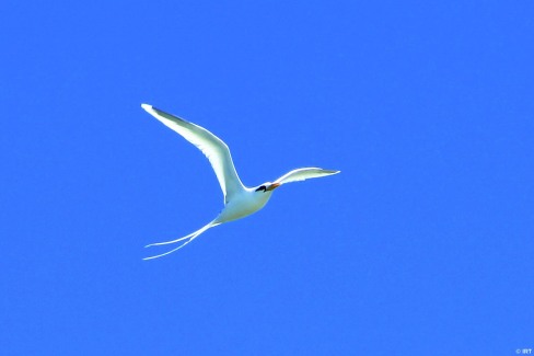 Le paille-en-queue, oiseau emblématique de La Réunion