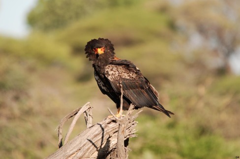 La Bande de Caprivi est réputée pour son avifaune