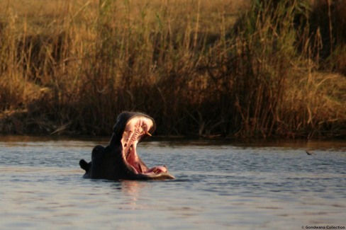 Hippopotame dans les eaux de l'Okavango - bande de Caprivi - Namibie
