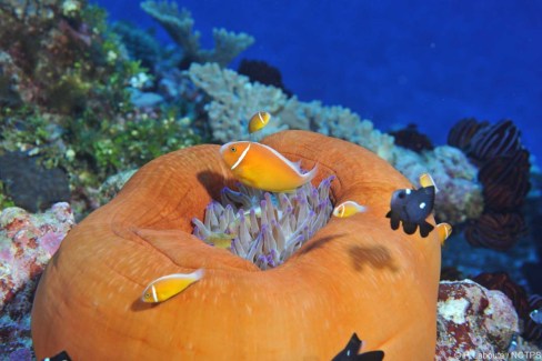Plongee sous-marine