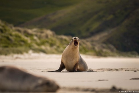 Observation des lions de mer à Dundedin - île du Sud en Nouvelle Zélande