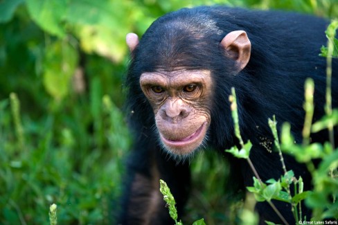 Chimp2-WEB