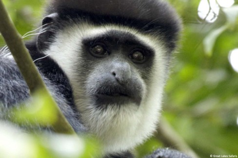 BlackWhiteColobus-WEB