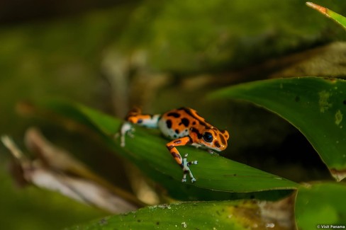 Faune du Panama : la Grenouille Fraise, à ne surtout pas toucher !