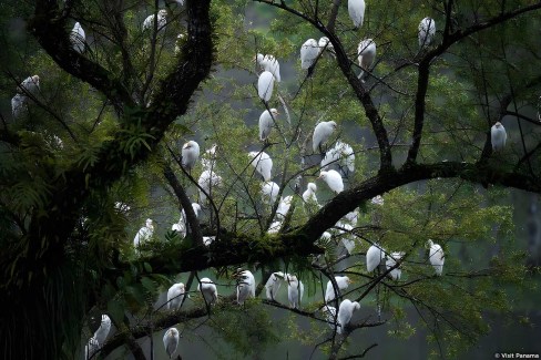 Observation de la  faune aviaire du Panama : les hérons garde-bœufs