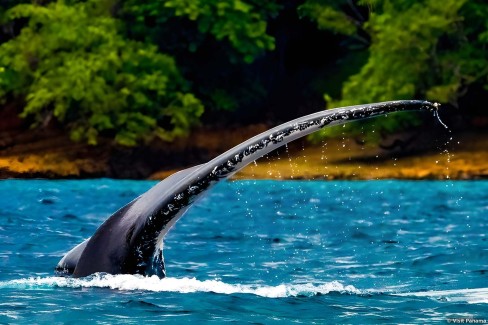 Observation de la faune marine du Panama : les baleines