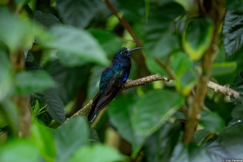 Observation de la  faune aviaire panaméenne : le campyloptère violet