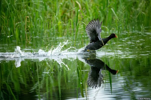 Observation de la  faune aviaire panaméenne : la gallinule d'Amérique
