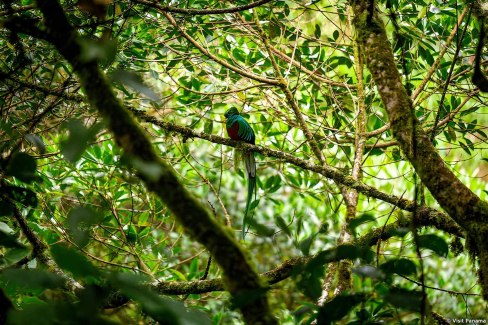 Monde-Authentique-PObservation des oiseaux au Panama : le Quetzal resplendissantanama-Observation-Faune-Quetzal-Resplendissant-VisitPanama