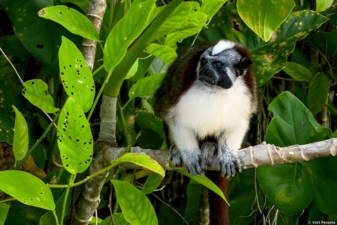 Tamarin de Geoffroy dans la réserve forestière de Gamboa au Panama