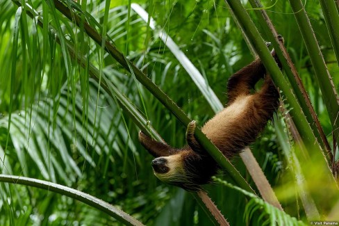 Observation des animaux au Panama : le paresseux