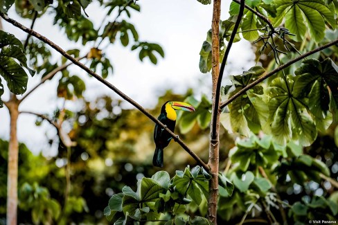 Observation des oiseaux au Panama : le toucan