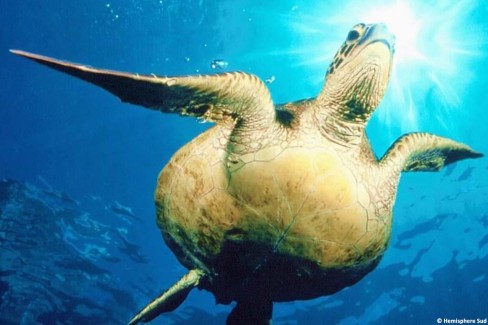 Raiatea-Hemisphere-Sub-web