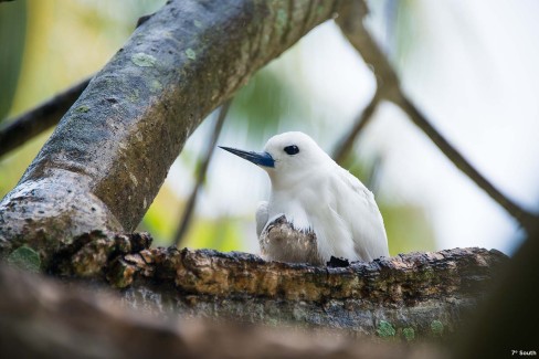 Rencontres avec la faune des îles extérieures aux Seychelles