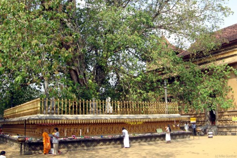 6-Arbre-Bo-temple-de-Kelaniya-MGunther