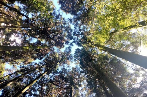 Forêts aux cèdres majestueux  du centre de Taiwan