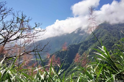 Randonnée dans la forêt tropicale de Taiwan