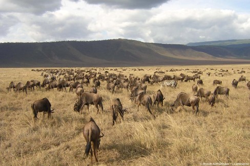 Migration des herbivores en saison sèche dans la zone protégée du Ngorongoro